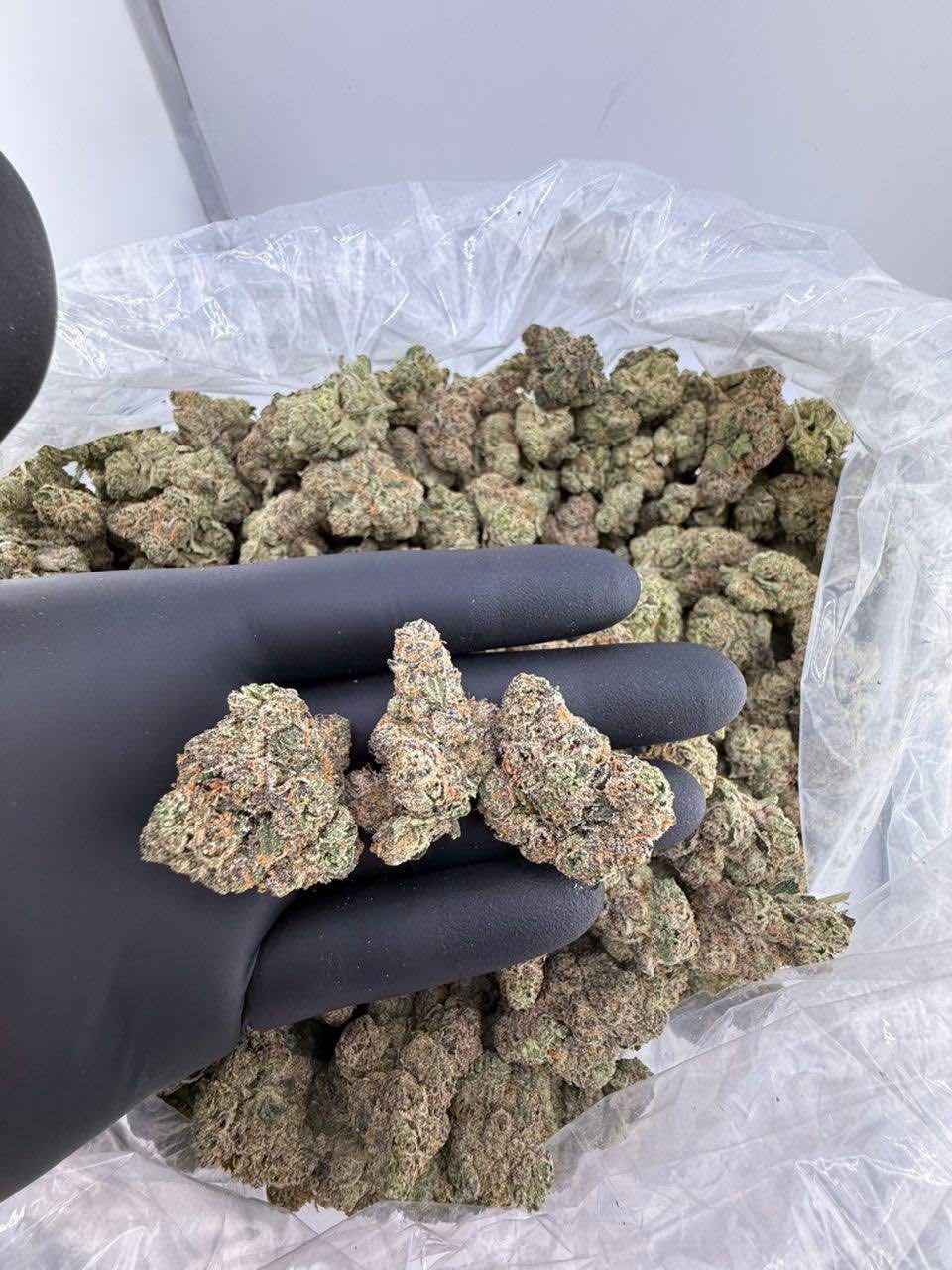 Lemon Wafers OG Kush 1 Pfund - Image 2