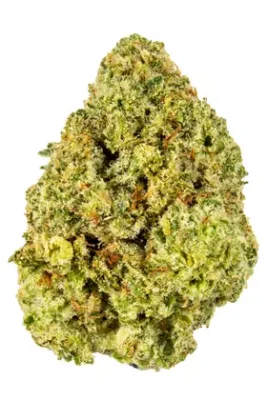 Godzilla Cannabis Strain