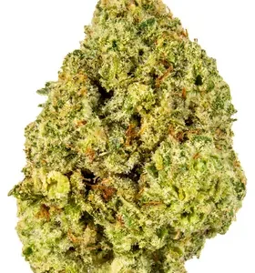 Godzilla Cannabis Strain