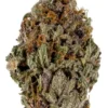 Plum Crazy Marijuana