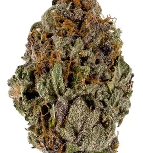 Plum Crazy Marijuana