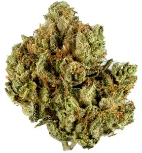 Stardust OG Cannabis